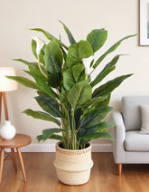 Peace Lily Artificial Plant – 150cm, 49 Leaves, 3 Flowers